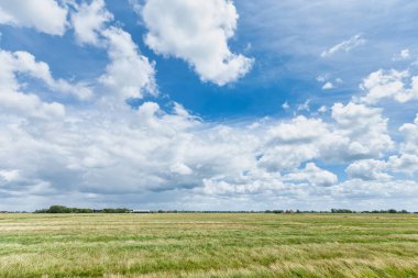 Buğday tarlası ve mavi gökyüzü