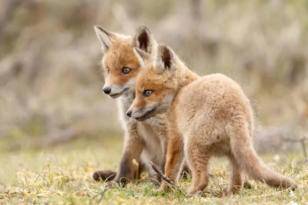 赤狐幼崽于春季首次在大自然中出游 — 图库照片