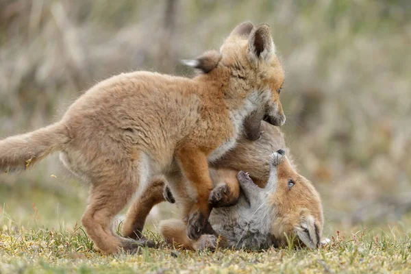 Raposa Vermelha Filhotes Primavera Primeira Vez Natureza — Fotografia de Stock