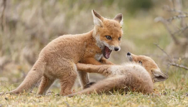 Rode Vos Welpen Lente Eerste Keer Natuur — Stockfoto