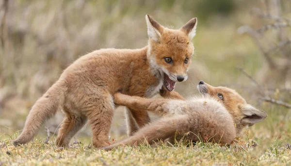 Rotfuchsjunge Frühling Erstmals Der Natur — Stockfoto