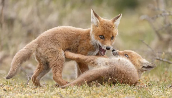 Rotfuchsjunge Frühling Erstmals Der Natur — Stockfoto