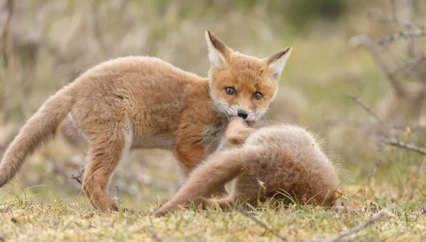 Doğada ilk kez ilkbaharda kızıl tilki yavruları