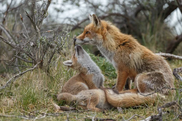 Mother Red Fox Cubs Springtime First Time Out Nature — Stock Photo, Image