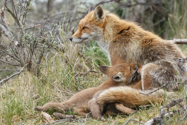 Mãe Raposa Vermelha Filhotes Primavera Primeira Vez Natureza — Fotografia de Stock