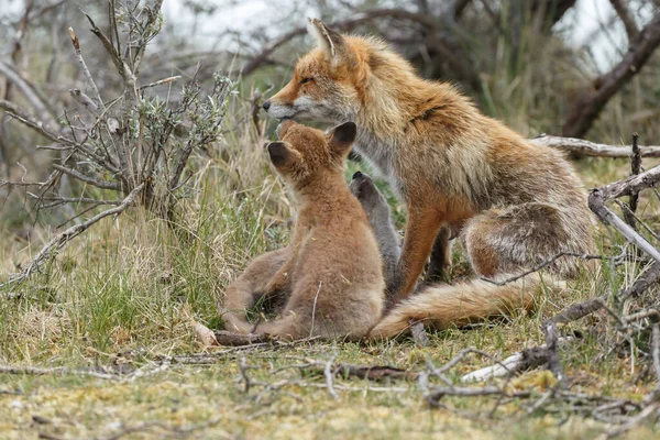 Mãe Raposa Vermelha Filhotes Primavera Primeira Vez Natureza — Fotografia de Stock