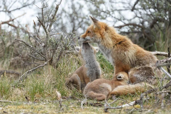 Mãe Raposa Vermelha Filhotes Primavera Primeira Vez Natureza — Fotografia de Stock