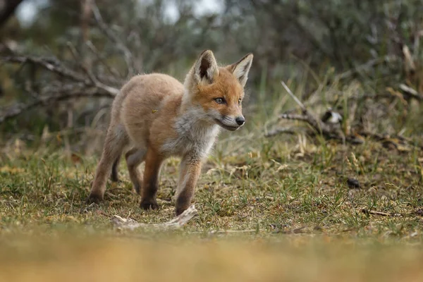 Raposa Vermelha Filhote Primavera Primeira Vez Natureza — Fotografia de Stock