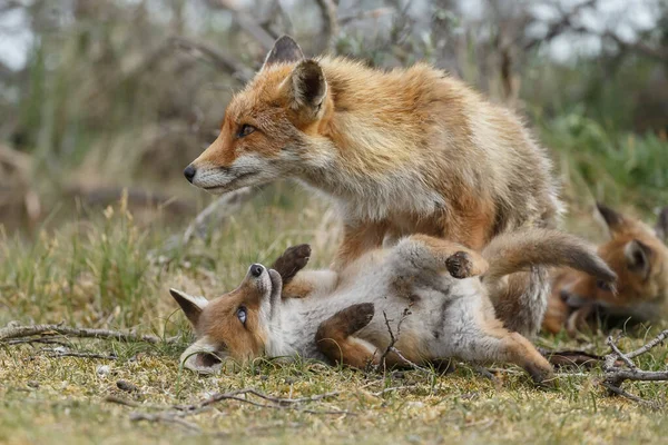 Anya Vörös Róka Kölykök Tavasszal Először Természetben — Stock Fotó