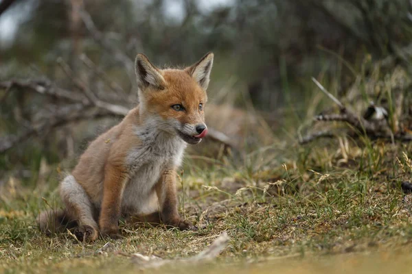 Raposa Vermelha Filhote Primavera Primeira Vez Natureza — Fotografia de Stock