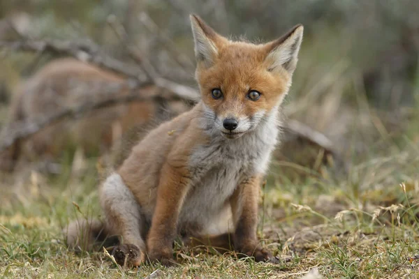 Κόκκινο Αλεπού Cub Την Άνοιξη Πρώτη Φορά Έξω Στη Φύση — Φωτογραφία Αρχείου