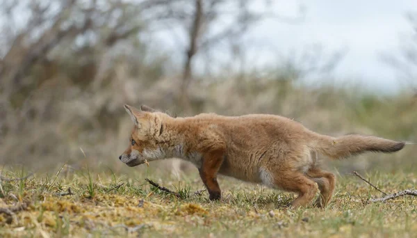 Red Fox Cub Springtime Pertama Kali Keluar Alam — Stok Foto