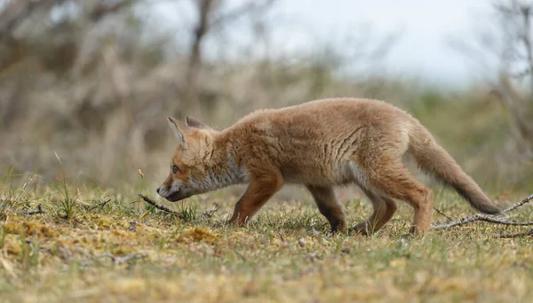 Cachorro Zorro Rojo Primavera Primera Vez Naturaleza —  Fotos de Stock