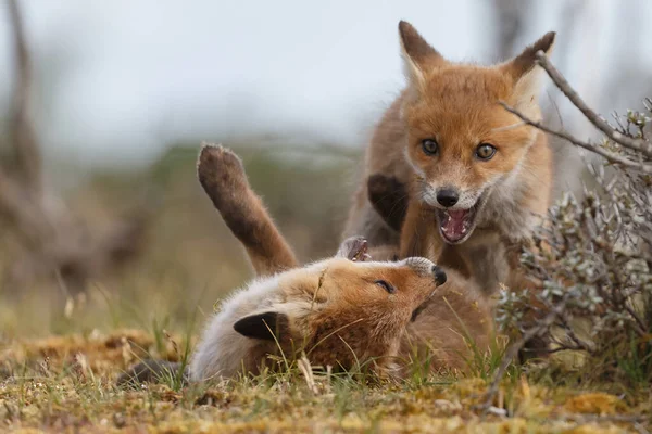 Renards Roux Printemps Jouant Dans Nature — Photo