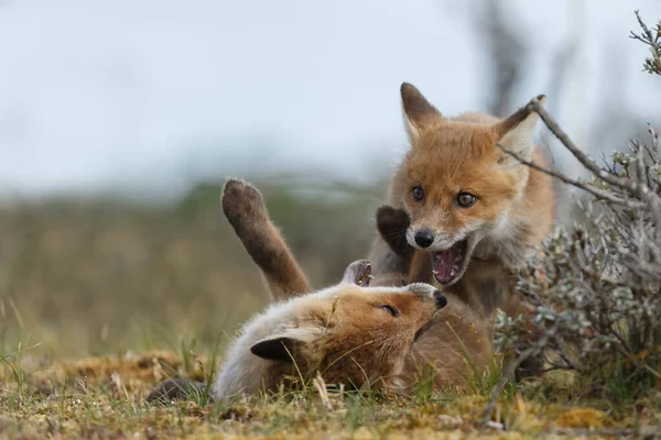 Red Foxes Springtime Playing Nature — Stock Photo, Image