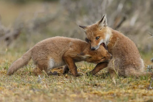 Červené Lišky Jarní Hře Přírodě — Stock fotografie