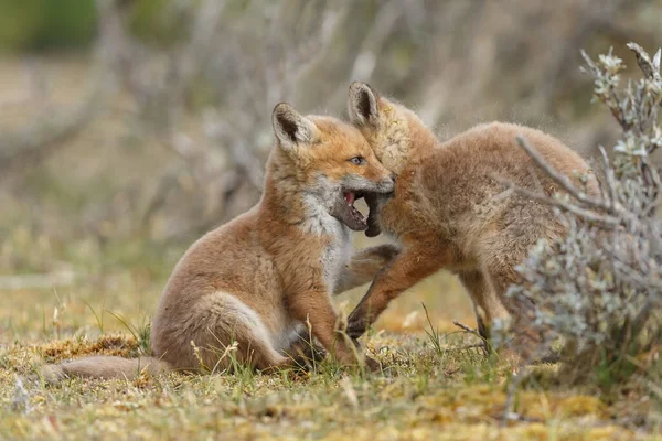 İlkbaharda kızıl tilkiler doğada oynuyorlar.
