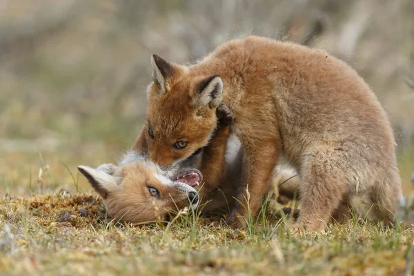 Raposa Vermelha Filhotes Primavera Primeira Vez Natureza — Fotografia de Stock