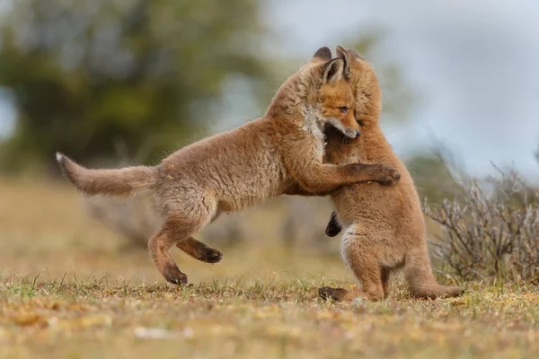 Renards Roux Printemps Jouant Dans Nature — Photo