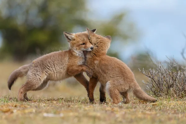 春天的红狐狸在大自然中玩耍 — 图库照片