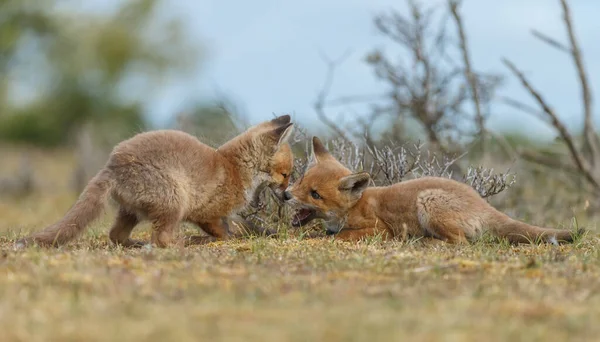 Κόκκινη Αλεπού Μικρά Την Άνοιξη Πρώτη Φορά Έξω Στη Φύση — Φωτογραφία Αρχείου