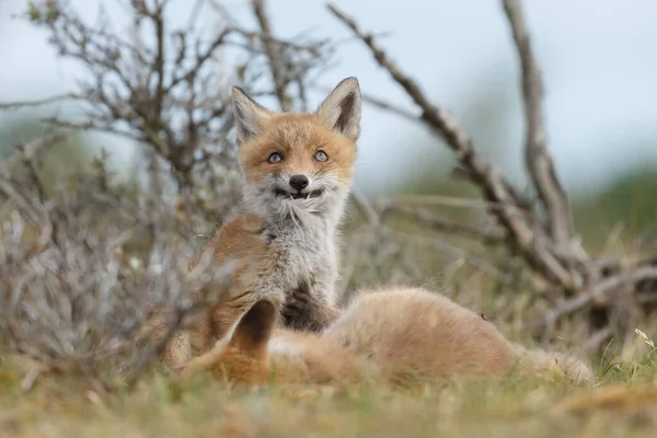 Rotfuchsjunge Frühling Erstmals Der Natur — Stockfoto