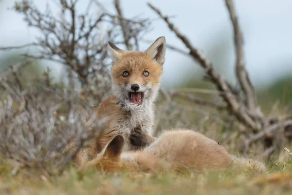 Red Fox Cubs Springtime First Time Out Nature — Stock Photo, Image