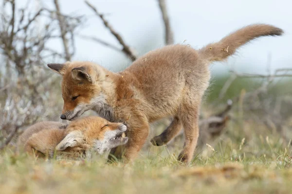 Rode Vos Welpen Lente Eerste Keer Natuur — Stockfoto