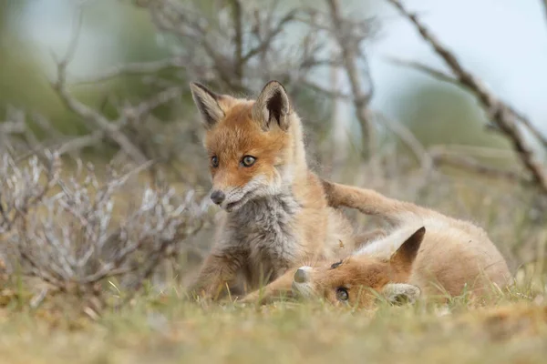 两只红狐幼仔在大自然中玩耍 — 图库照片