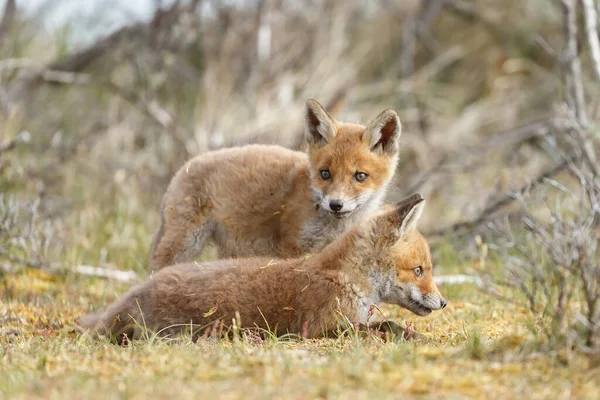 Dos Cachorros Zorro Rojo Jugando Juntos Naturaleza —  Fotos de Stock