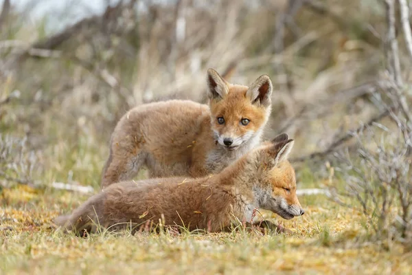 Dois Filhotes Raposa Vermelha Jogando Juntos Natureza — Fotografia de Stock