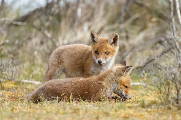 Twee Red Fox Welpen Spelen Samen Natuur — Stockfoto