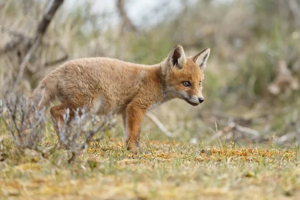 红狐狸宝宝在春天第一次出现在大自然中 — 图库照片