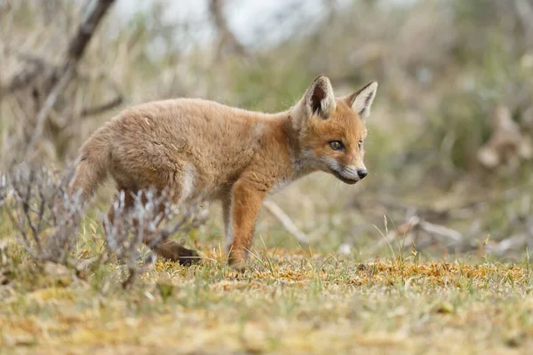 Κόκκινο Αλεπού Cub Την Άνοιξη Πρώτη Φορά Έξω Στη Φύση — Φωτογραφία Αρχείου