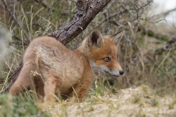 Κόκκινο Αλεπού Cub Την Άνοιξη Πρώτη Φορά Έξω Στη Φύση — Φωτογραφία Αρχείου