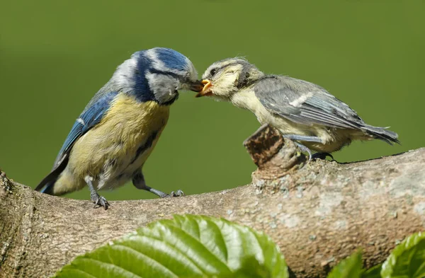 Young Great Tits Sitting Tree Branch — Stock fotografie