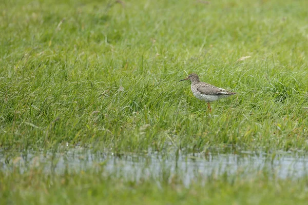 Black Tailed Godwit Limosa Limosa Springtime Dutch Wetlands — Stock Photo, Image