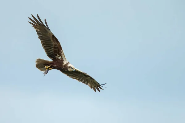 Westelijke Moeraskiekendief Circus Aeruginosus Tijdens Paartijd — Stockfoto