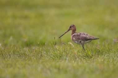kuşun yakın görüntüsü