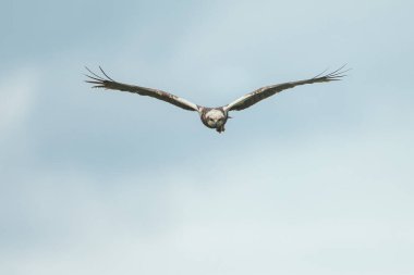 kuşun yakın görüntüsü