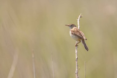 kuşun yakın görüntüsü