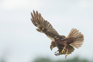 kuşun yakın görüntüsü