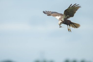 kuşun yakın görüntüsü