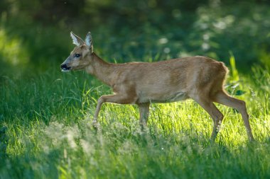 Doğal yaşam alanında genç geyik