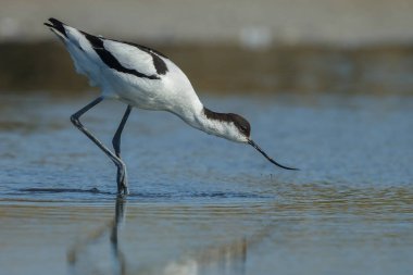 kuşun yakın görüntüsü