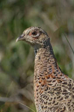 kuşun yakın görüntüsü