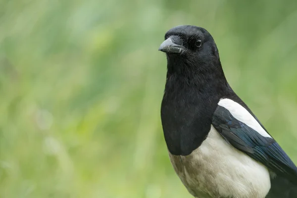 Tutup Pandangan Burung — Stok Foto