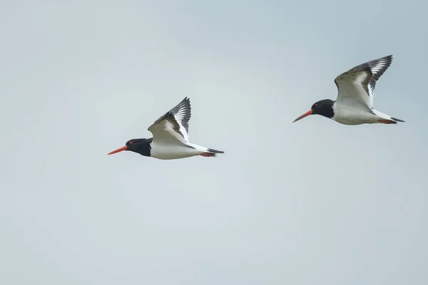 Närbild Fåglar — Stockfoto