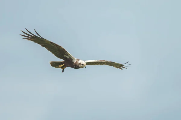 Närbild Fågeln — Stockfoto