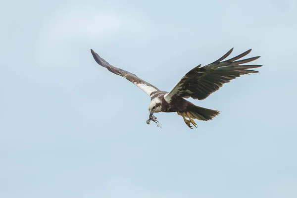 Närbild Fågeln — Stockfoto